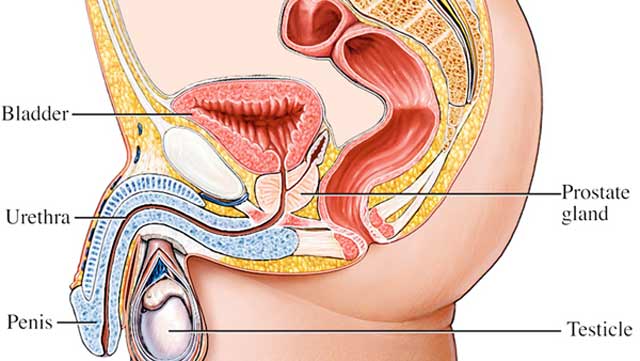 Prostrate-cancer-and-detox-martdetox-clinic.jpg